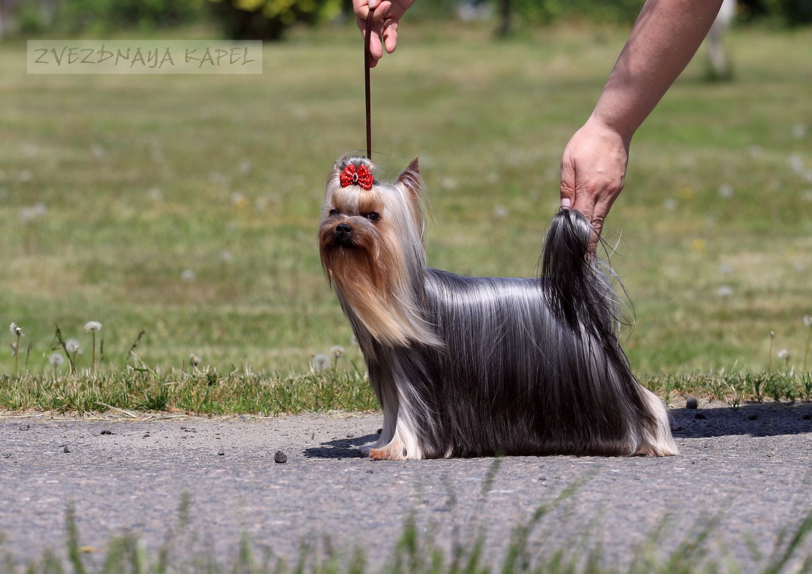 ZVEZDNAYA KAPEL ZVEZDNAYA KAPEL EDINSTVENNAYA RADOST &mdash; Labaza DogPedigree YorkshireTerrier